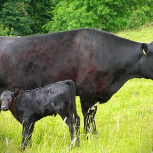 black angus for sale