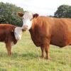 hereford for sale