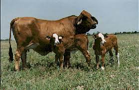 simbra cattle for sale