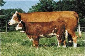 simmentaler cattle for sale