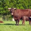 sussex cattle for sale