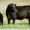 wagyu beef for sale