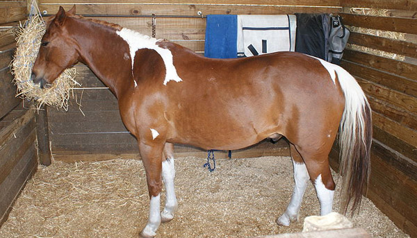 kaapse boerperd horse for sale