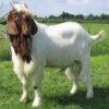 boer goat for sale
