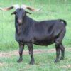 spanish goat for sale
