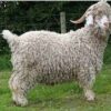 angora goat for sale