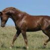 Basuto pony for sale