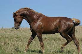 Basuto pony for sale