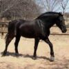 vlaamperd horse for sale