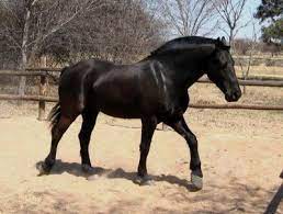 vlaamperd horse for sale