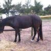 calvina horse for sale