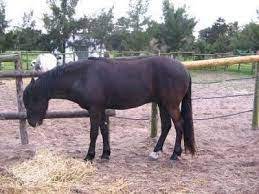 calvina horse for sale