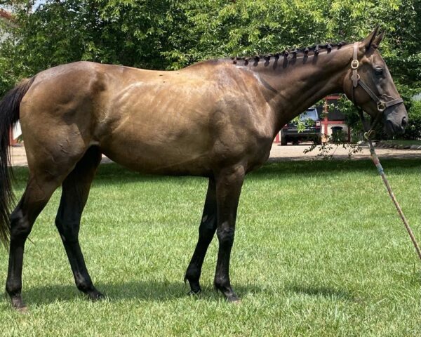 Thoroughbred for sale