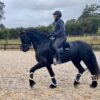 Athletic Friesian For Sale