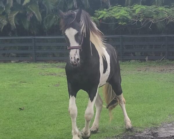 Barock Pinto Colt For Sale in South Africa