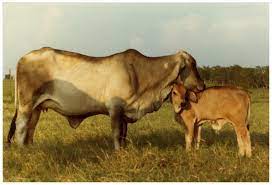 brahman cattle for sale