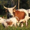nguni cattle for sale