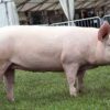 large white pig for sale