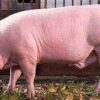 landrace pig for sale