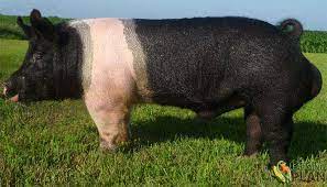 hampshire pig for sale
