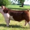 hereford pig for sale