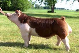 hereford pig for sale