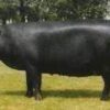 large black pig for sale
