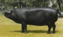 large black pig for sale